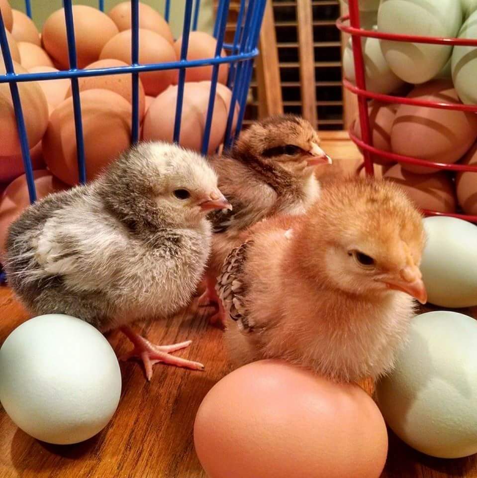 Gaumer Family Farms Farm Fresh Eggs, Free Range Poultry & Hatchery