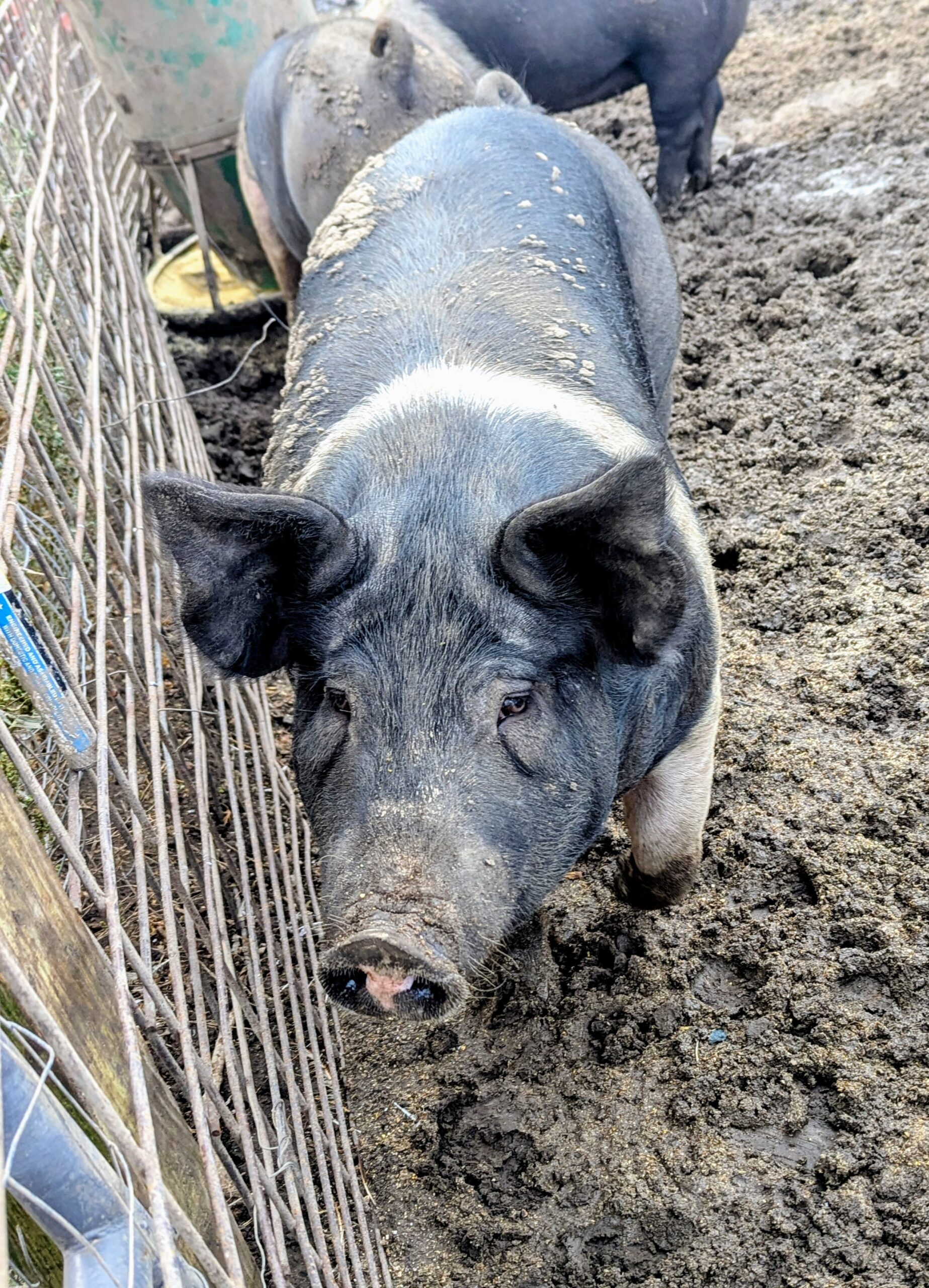 BerkPig New BerkPig New